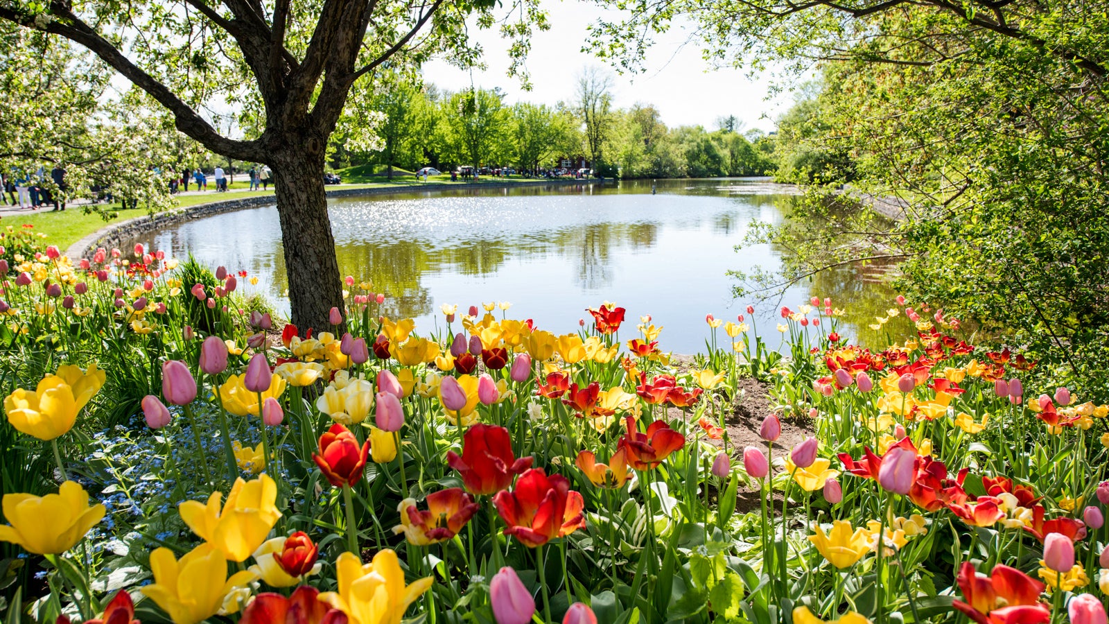 Skip Sakura Crowds at Lesser-Known Flower Festivals