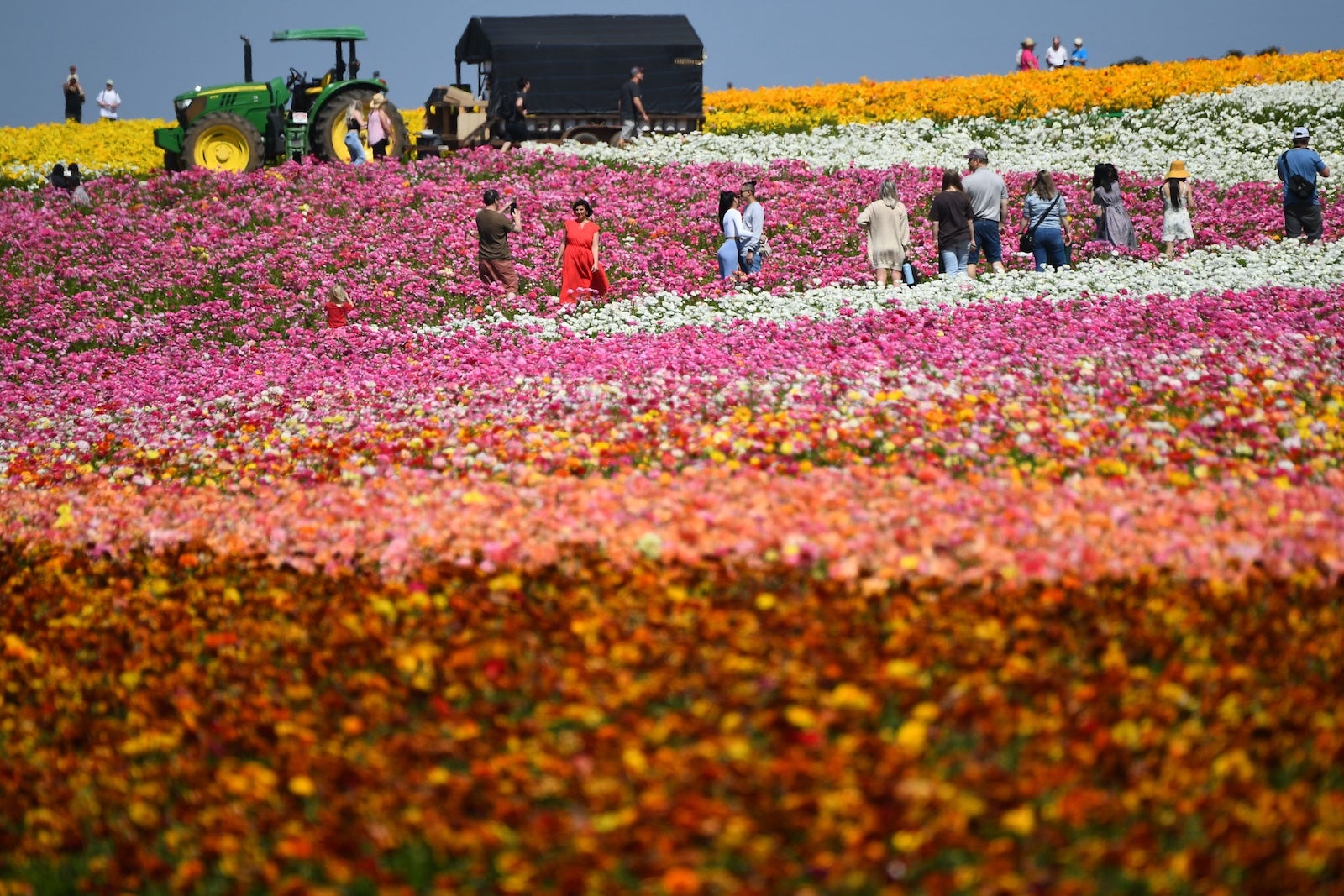 Visitors walk through a field of Giant Ranunculus flowers while viewing The Flower Fields at Carlsbad Ranch on March 16, 2022 in Carlsbad, California. - The flower fields feature approximately 70 million ranunculus blooms across 55 acres on the working agricultural flower farm.