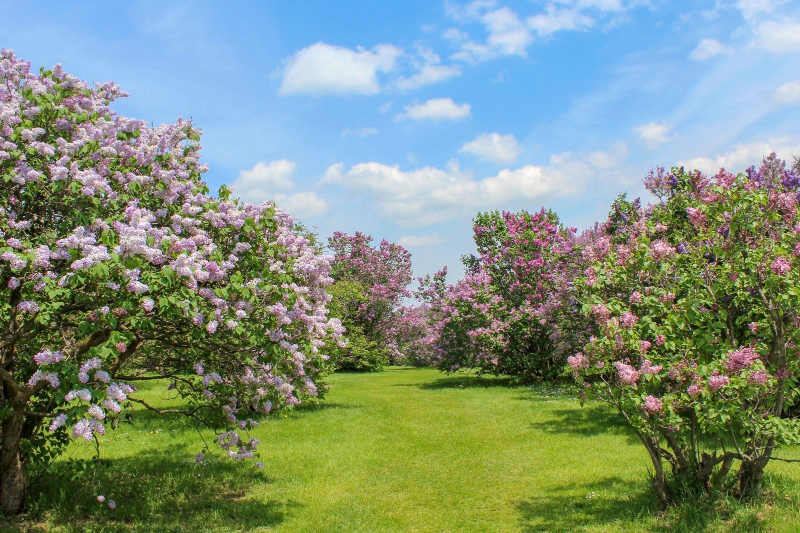Flowers in full bloom in the spring. Vibrant shades of pink, purple, magenta and blue. Grass path and bright blue sky with clouds.