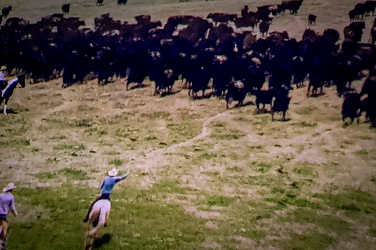 Cowboy wrangling steer