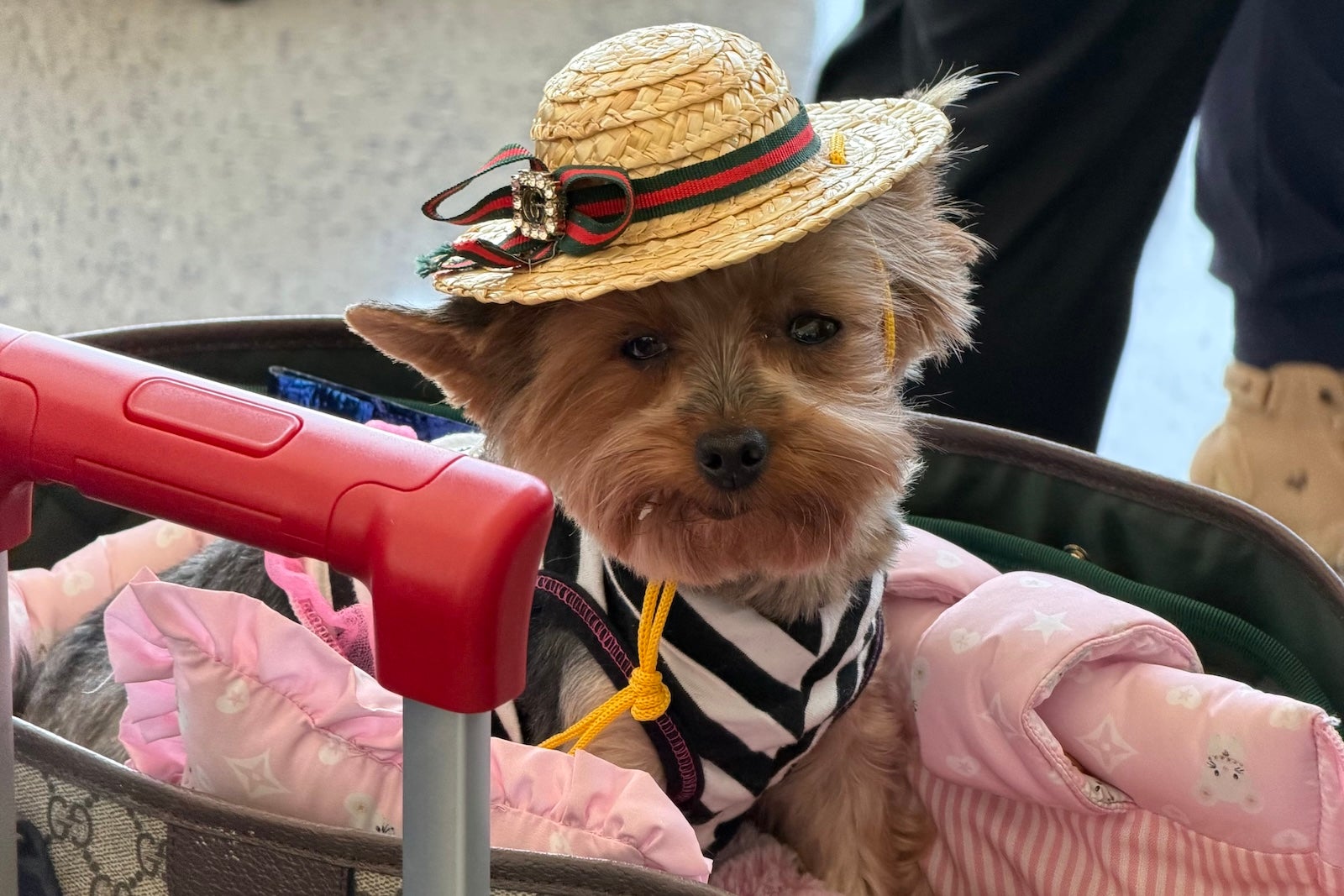 One of the guests on United's inaugural flight to Bari had four legs, but still dressed for the occassion.