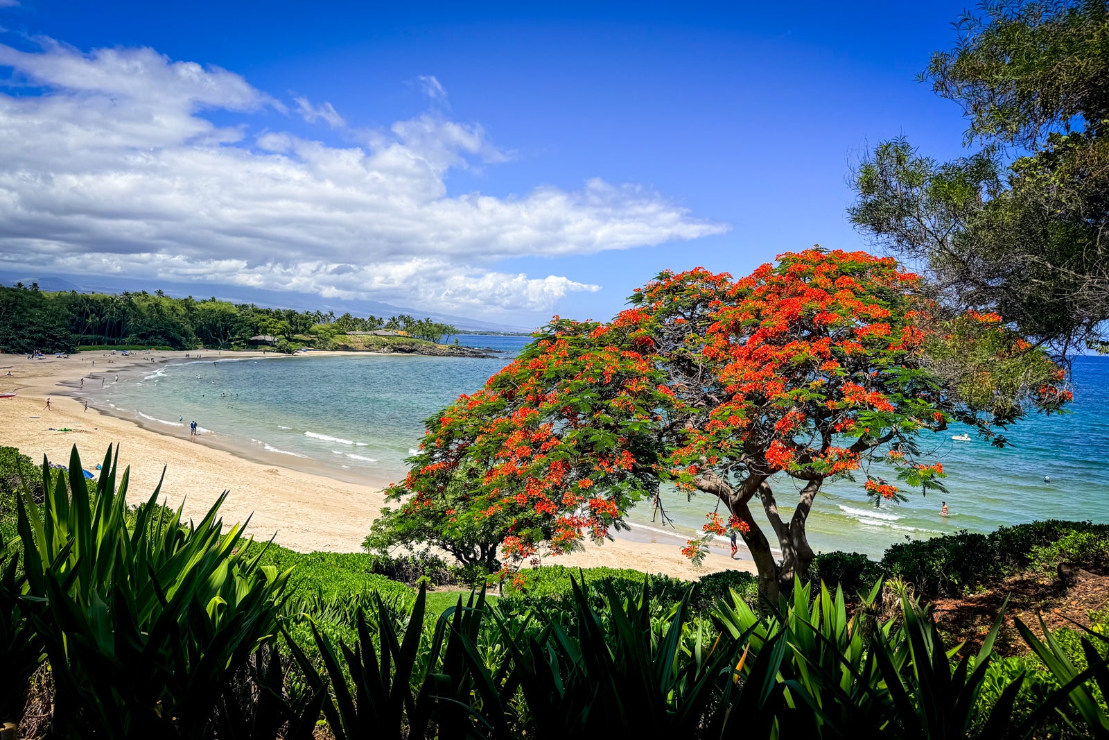 Mauna Kea Beach Hotel Landscape, Nature, Outdoors, Scenery, Sea, Summer, Tree, Vegetation, Water, Beach