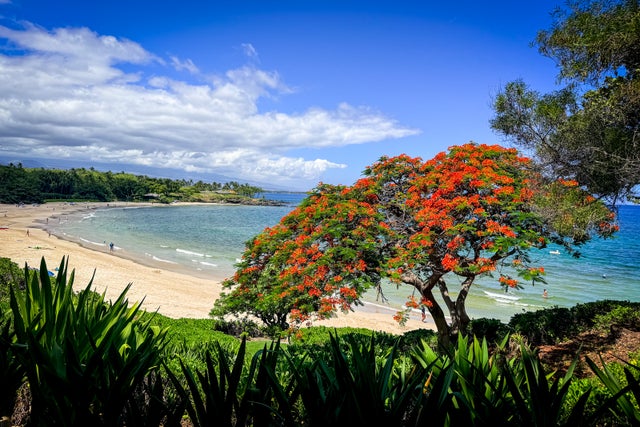 Mauna Kea Beach Hotel Landscape, Nature, Outdoors, Scenery, Sea, Summer, Tree, Vegetation, Water, Beach