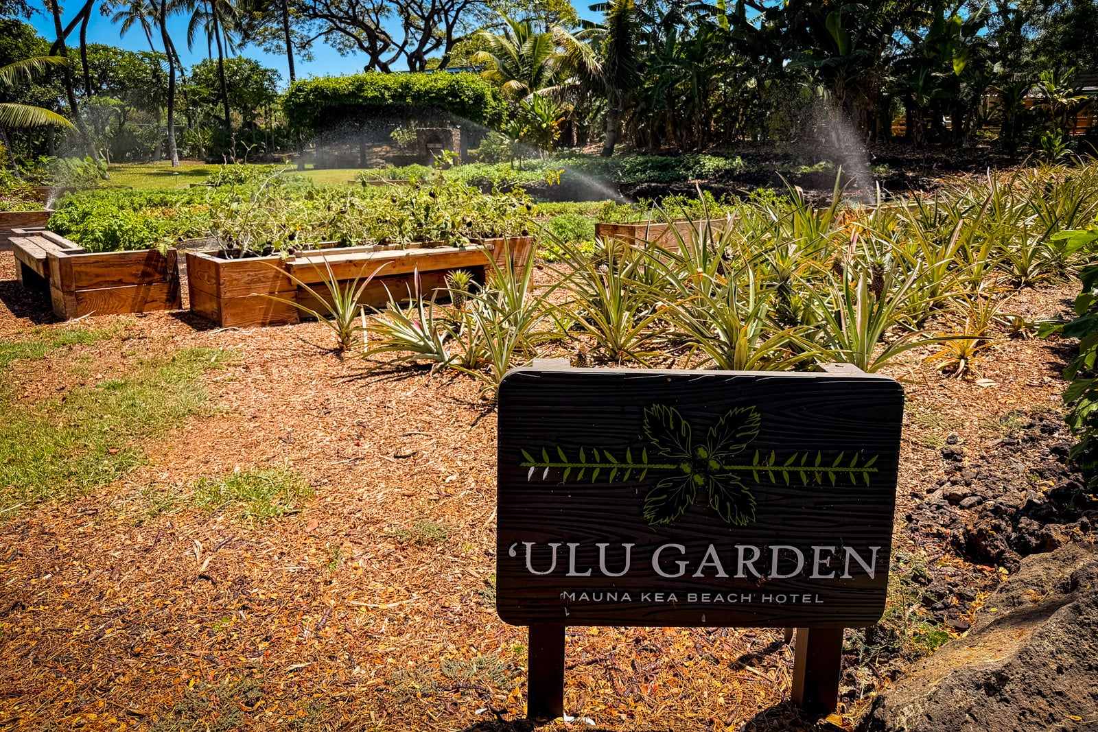 Mauna Kea Beach Hotel Grass, Herbal, Herbs, Nature, Outdoors, Park, Soil, Summer, Vegetation, Garden