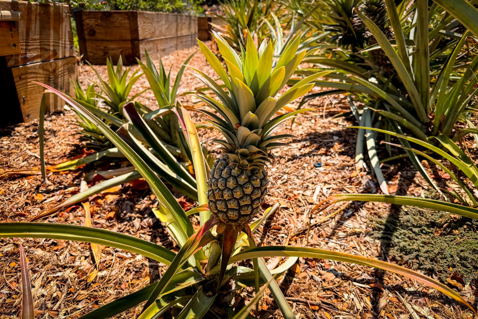 Mauna Kea Beach Hotel Fruit, Pineapple, Plant, Produce, Food