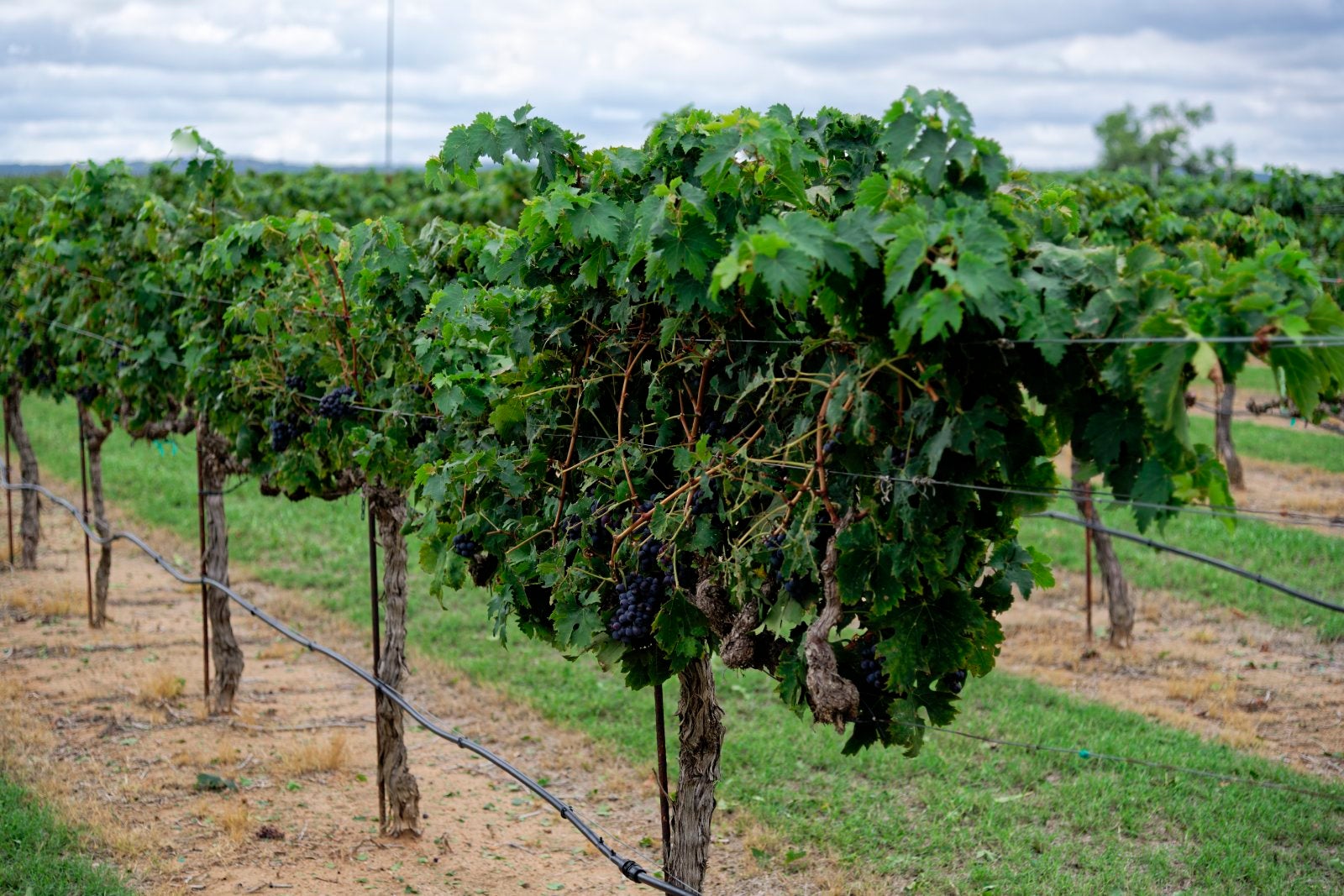 vineyard
