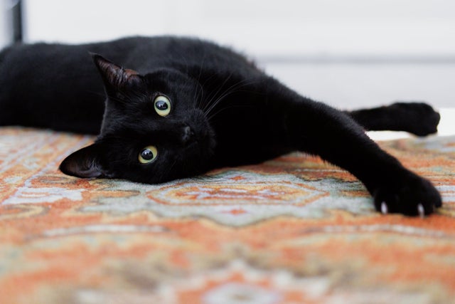 Black Cat Stretches on Rug in Bedroom