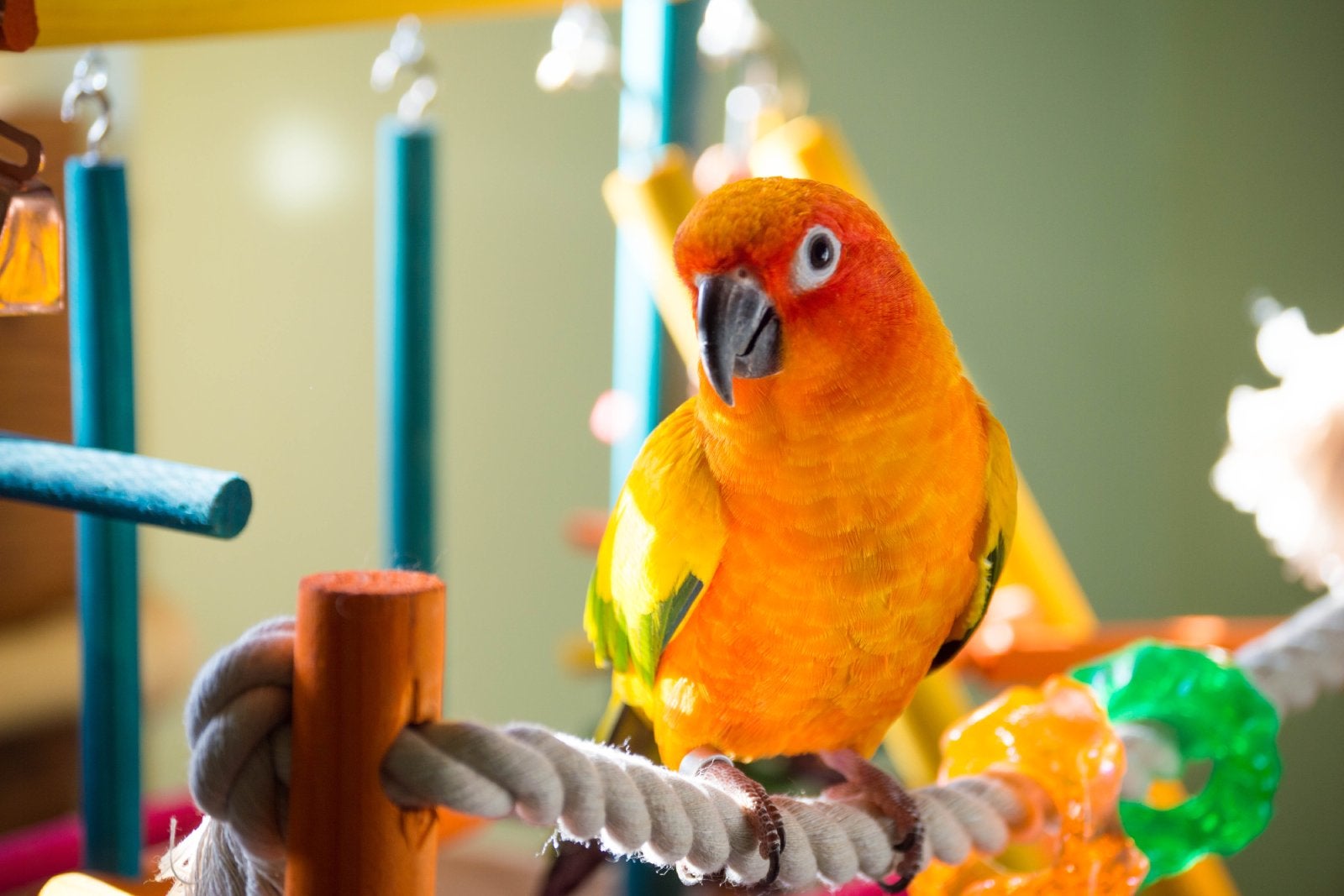 bird